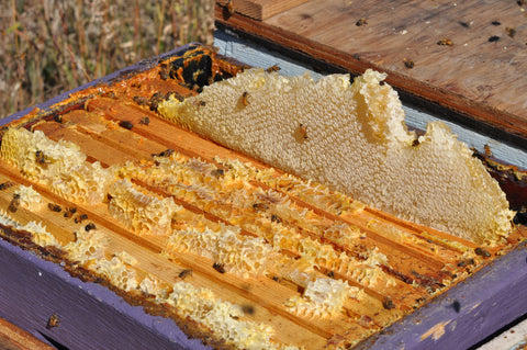 American Raw Honey Comb 8oz